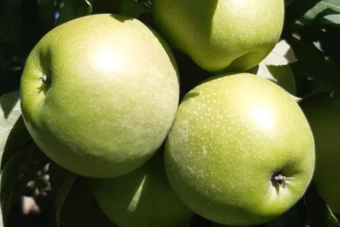 Ranč Prodaja Vojno NekretninInn 17